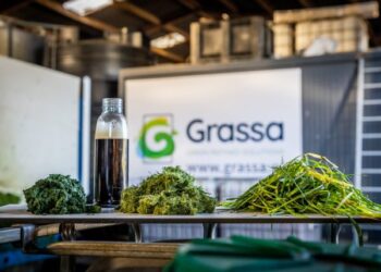 Meat substitutes based on grass-based proteins