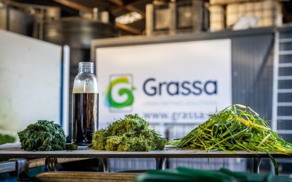 Meat substitutes based on grass-based proteins