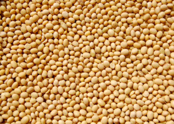 Bunge announces increased monitoring of soybeans from its indirect supply chain in Brazil
