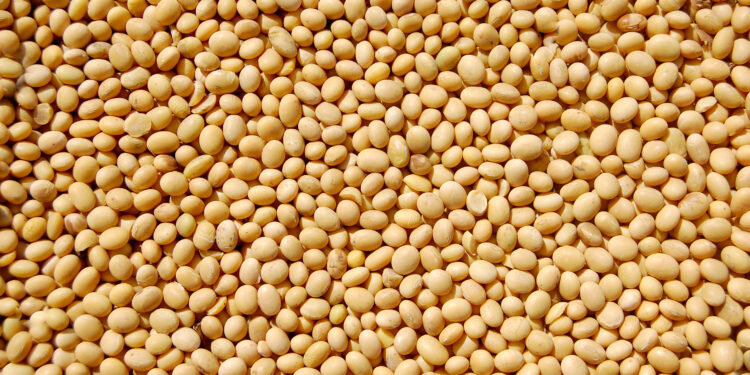 Bunge announces increased monitoring of soybeans from its indirect supply chain in Brazil