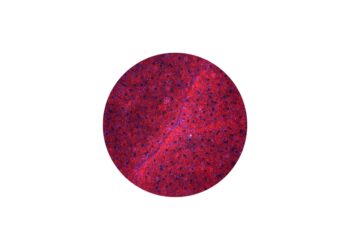 Ayana Bio launches Plant Cell Advantage™ portfolio with three new health and wellness ingredients