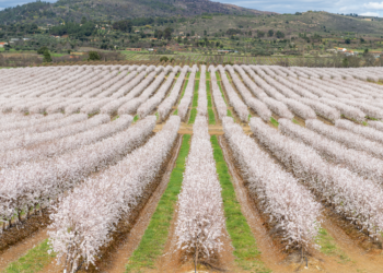 Veracruz Almonds strengthens its sustainability credentials with FSA Gold accreditation