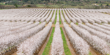 Veracruz Almonds strengthens its sustainability credentials with FSA Gold accreditation