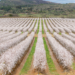 Veracruz Almonds strengthens its sustainability credentials with FSA Gold accreditation