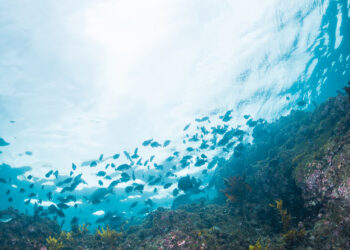 The next wave: Alternative-seafood solutions