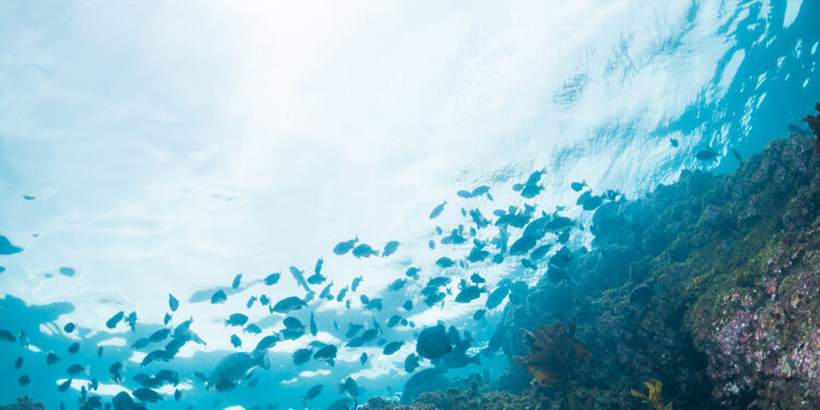 The next wave: Alternative-seafood solutions
