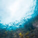 The next wave: Alternative-seafood solutions