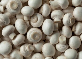 White mushroom market set for remarkable growth with a 7% CAGR forecasted from 2023 to 2031