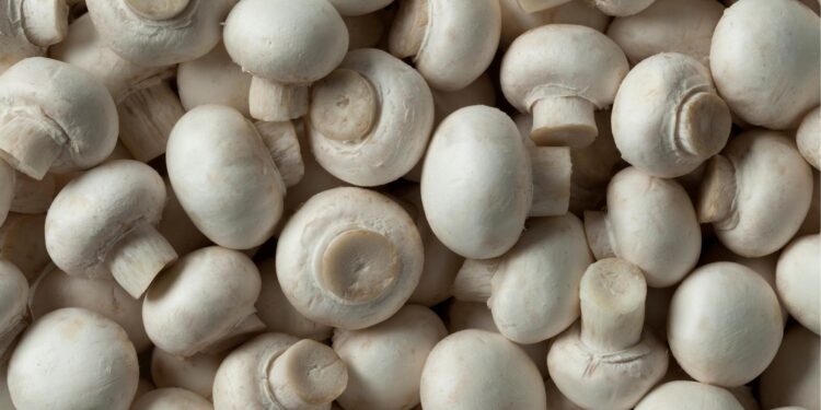 White mushroom market set for remarkable growth with a 7% CAGR forecasted from 2023 to 2031