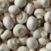 White mushroom market set for remarkable growth with a 7% CAGR forecasted from 2023 to 2031