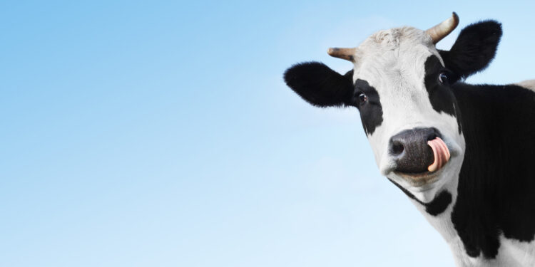 ProVeg reacts to publication of FAO’s Roadmap to 1.5C at COP28