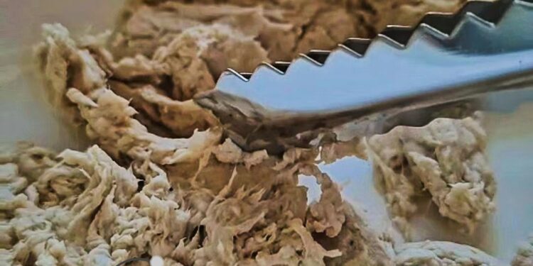 70/30 Food Tech launches Mycelium Research Lab and successfully closes seed extension
