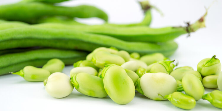 Advancing Canadian ingredients with new fava bean research