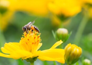 GNT making significant carbon cuts on plant-based EXBERRY® colors, new report reveals