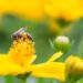 GNT making significant carbon cuts on plant-based EXBERRY® colors, new report reveals