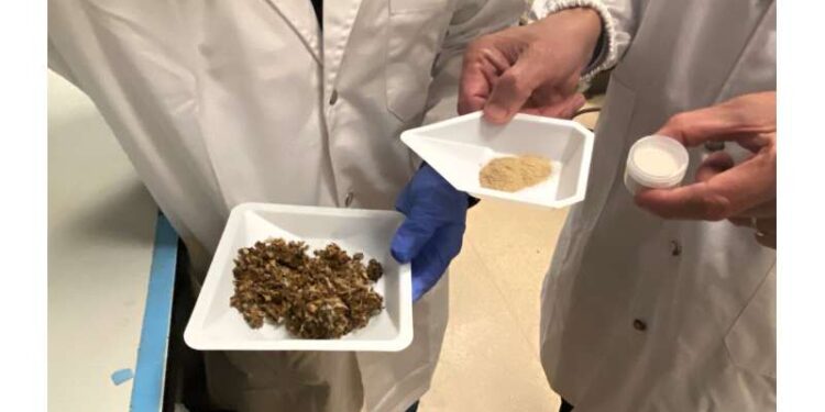 Researchers develop method to extract useful proteins from beer-brewing leftovers