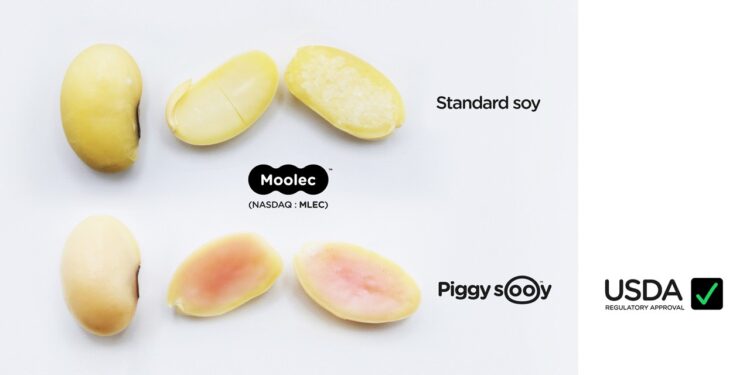 Moolec Becomes First Molecular Farming Company to Achieve USDA Approval for Plant-Grown Animal Proteins