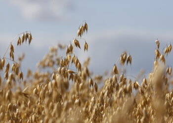 Lantmännen participates in research initiative on plant-based proteins – collaboration with universities and industry for increased health and well-being