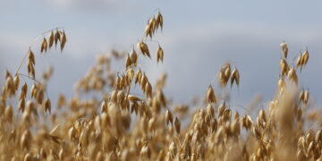Lantmännen participates in research initiative on plant-based proteins – collaboration with universities and industry for increased health and well-being