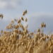 Lantmännen participates in research initiative on plant-based proteins – collaboration with universities and industry for increased health and well-being