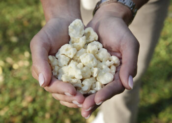 Happy Plant Protein enables locally produced healthy and affordable plant-based food with new patented technology and raises EUR 1.8 million to go global
