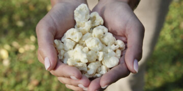Happy Plant Protein enables locally produced healthy and affordable plant-based food with new patented technology and raises EUR 1.8 million to go global