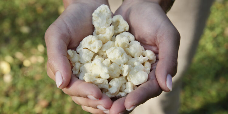 Happy Plant Protein enables locally produced healthy and affordable plant-based food with new patented technology and raises EUR 1.8 million to go global