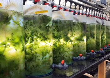 The blue-green sustainable proteins of seaweed may soon be on your plate