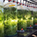 The blue-green sustainable proteins of seaweed may soon be on your plate