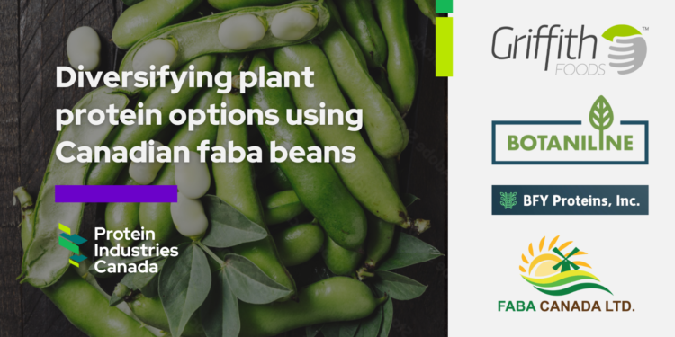 Diversifying plant protein options with new sustainably produced faba ingredients