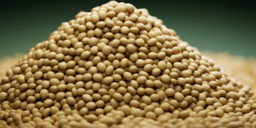 Europe’s textured pea for high-protein savory market to reach USD 980 Million by 2035, driven by meat alternatives